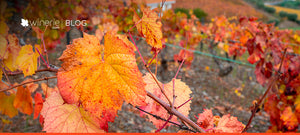 O Brasil descobriu Portugal