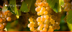 O que é esse tal de vinho laranja?