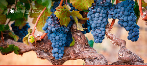 Cabernet Franc e Cabernet Sauvignon, de pai para filho!