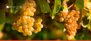 5 coisas que você não sabia sobre a Sauvignon Blanc