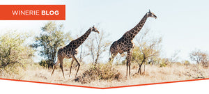 África do Sul e Seus Vinhos