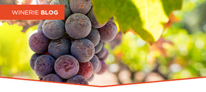 Zinfandel, da tradição Zíngara à Califórnia