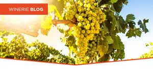 Falemos sobre Sauvignon Blanc!