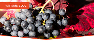 A Shiraz Australiana