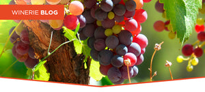 Taninos, afinal o que são?