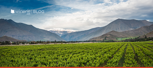 Você Sabia que o Chile produziu vinhos antes da Argentina?